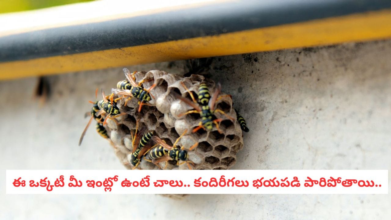 Pest Control Tips: రెండు నిమిషాల్లో కందిరీగ గూళ్లు మాయం! మీ ఇంట్లో ఈ చిన్న కాగితం ముక్క ఉంటే చాలు..