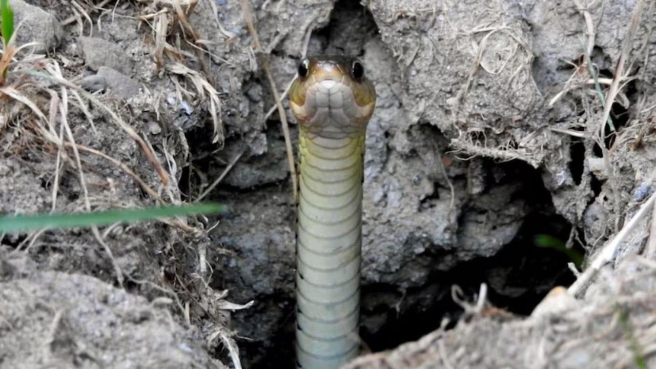 కానీ ఆ రంద్రంలో పాములు ఉన్నట్లయితే బయట పాము చర్మం(కుబుసం) ఆనవాళ్లు ఉండే ఛాన్స్ ఉంది. అలాగే తెలుపు రంగులో విసర్జన పదార్థాలు కూడా ఉండొచ్చు. అంతేకాదు నేలపై పాము పాకిన గుర్తులు కూడా మీకు కనిపిస్తాయి. కాబట్టి మీ ఇంట్లో ఉండే రంద్రాల పట్ల చాలా జాగ్రత్తగా ఉండండి.. మీకు పాము ఉన్నట్టు అనుమానం వస్తే వెంటనే స్నేక్ క్యాచర్‌కు సమాచారం ఇవ్వండి. అనవసరంగా మీరు వాటి జోలికి వెళ్లకండి. అలాగే పొరపాటున కూడా ఆ రంద్రాల్లో చేతులు పెట్టడం వంటివి చేయకండి. అలాగే గార్డెన్‌ను నీటుగా ఉంచుకునేందుకు ట్రై చేయండి. ( Note: పైన పేర్కొన్న అంశాలు కేవలం అవగాహన కోసం మాత్రమే అందించబడినవి.. వీటిని TV9 ధృవీకరించడం లేదు. 