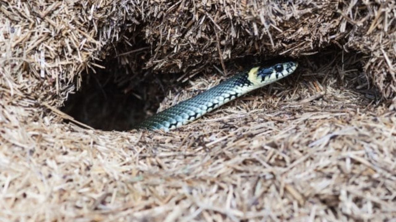 మీ పెరట్లో రంద్రాలు కనిపించిన వెంటనే అందులో పాములు ఉంటాయనుకోవడం పొరపాటు. అసలు విషయం ఏమిటంటే పాములు రంద్రాలు చేయవు.. కేవలం చీమలు, లేదా ఎలుకలు చేసిన రంద్రాల్లోనే అవి నివసిస్తూ ఉంటాయి. పాముల్లో నాగు పాములు మాత్రమే గూడును ఏర్పాటు చేసుకుంటాయి. అవి కూడా చెట్టుకొమ్మలు లేదా ఆకులై, నేలపై కాదు. నేలపై రంద్రాలు ఉన్నాయంటే అవి కచ్చితంగా పందికొక్కులో లేదా, ఎలుకలో చేసినవి అయి ఉంటాయి.