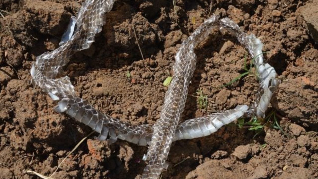 సాధారణంగా ఎలుకలు 2-3 ఇంచులు లేదా అంతకన్నా ఎక్కువ వెడల్పగా ఉంటే రంద్రాలను చేస్తాయి. ఎలుకలు, పందికొక్కులు చేసే రంధ్రాలు చూడ్డాన్ని గందరగోళంగా అప్పుడే తవ్వినట్టు కనిపిస్తాయి. కానీ పాములు నివాసం ఉండే రంధ్రాలు మాత్రం చూడ్డానికి నీటుగా, స్మూత్‌గా కనిపిస్తాయి. పక్క పోటి ఎలాంటి మట్టి కనిపించదు. టైమ్స్ ఆఫ్ ఇండియా రిపోర్ట్ ప్రకారం.. మీ గార్డెన్‌లో రంద్రాల చుట్టు పక్కలు మొక్కల్ని కొరికిన ఆనవాళ్లు ఉంటే వాటిలో ఎలుకలు ఉంటే అవకాశం ఉంది. 