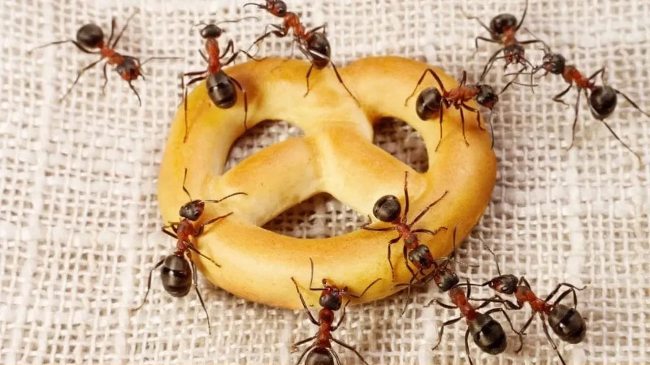 డిష్ సోప్ మిశ్రమం: గిన్నెలు కడిగే లిక్విడ్ సోప్ను నీటిలో కలిపి చీమలు ఉన్నచోట చల్లితే, అవి అయోమయానికి గురై ఆ ప్రదేశం నుండి పారిపోతాయి. సోప్ వాటర్ చీమల శ్వాస వ్యవస్థపై ప్రభావం చూపుతుంది.