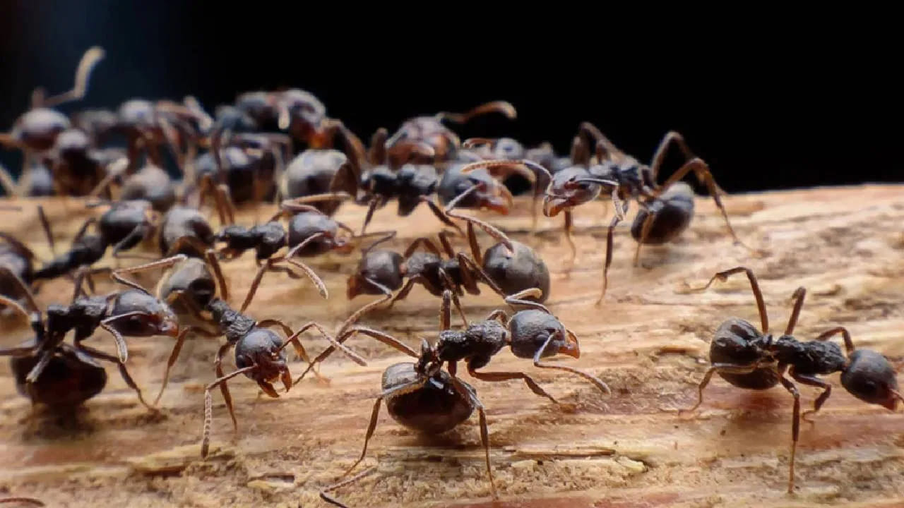 మిరప పొడి లేదా మిరియాలు: చీమలు వెళ్లే దారుల్లో ఎర్ర మిరప పొడిని చల్లడం వల్ల అవి వెంటనే వెనక్కి తగ్గిపోతాయి. ఒకవేళ ఇంట్లో చిన్న పిల్లలు ఉంటే మిరప పొడికి బదులుగా, నల్ల మిరియాల పొడిని నీటిలో కలిపి ఆ నీటిని చల్లడం ఉత్తమం.