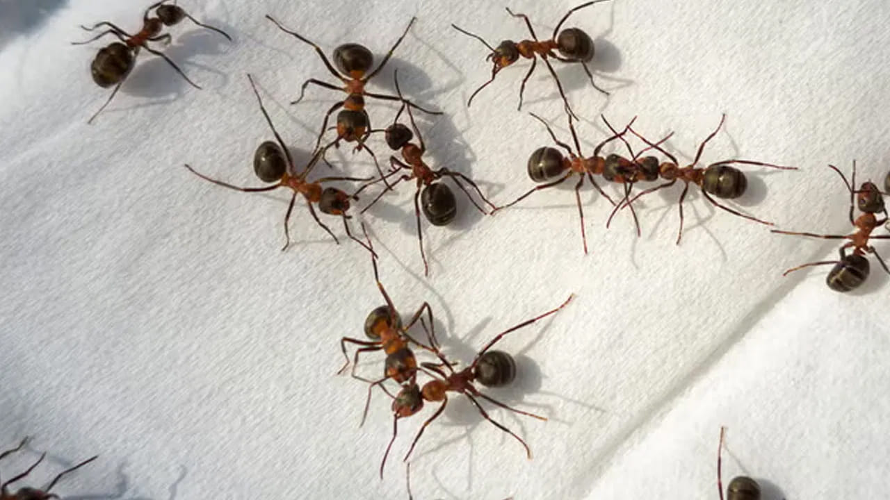 How To Kill Ants Naturally At Home