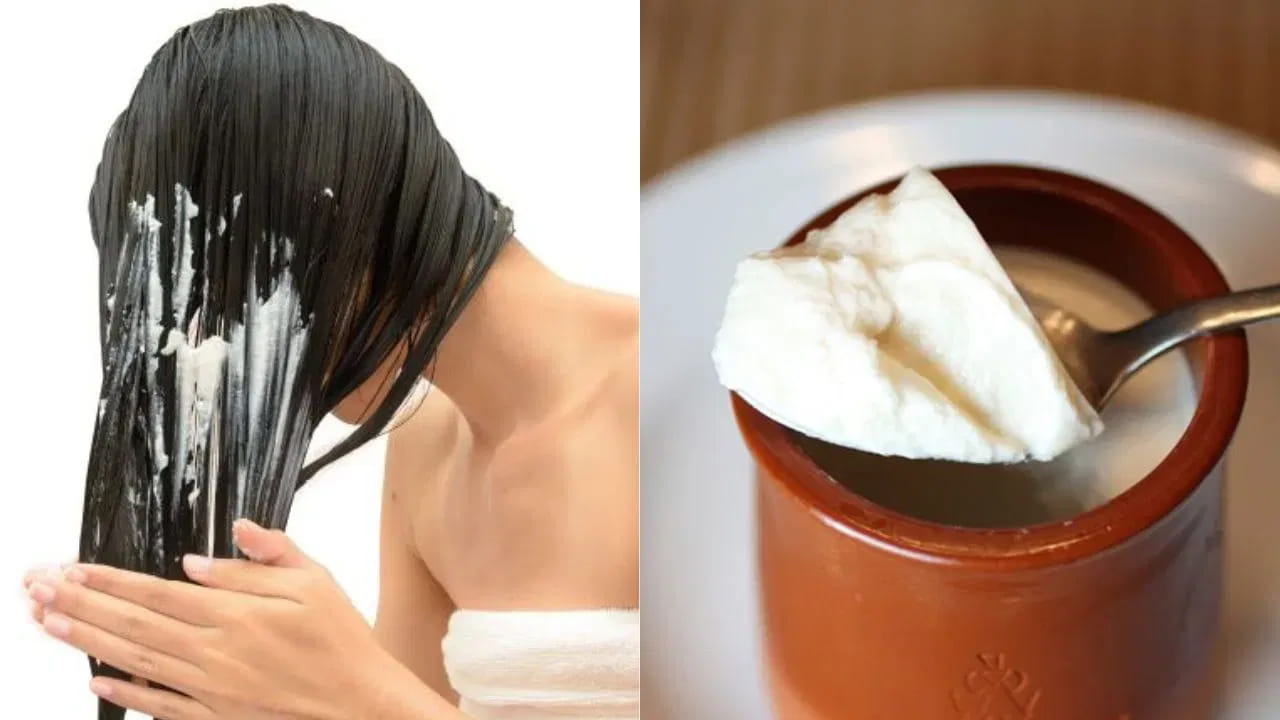 అద్భుతమైన పోషకాల గని: పెరుగు కేవలం ఆరోగ్యానికే కాదు, జుట్టుకు కూడా మేలు చేస్తుంది. ఇందులో ఉండే ప్రొటీన్, విటమిన్లు, కాల్షియం, లాక్టిక్ యాసిడ్ జుట్టుకు సహజమైన కండిషనర్‌గా పనిచేస్తాయి. పెరుగులోని ఫ్యాటీ యాసిడ్స్ జుట్టు కుదుళ్లను దృఢంగా మార్చి, జుట్టుకు కావాల్సిన తేమను అందిస్తాయి.
