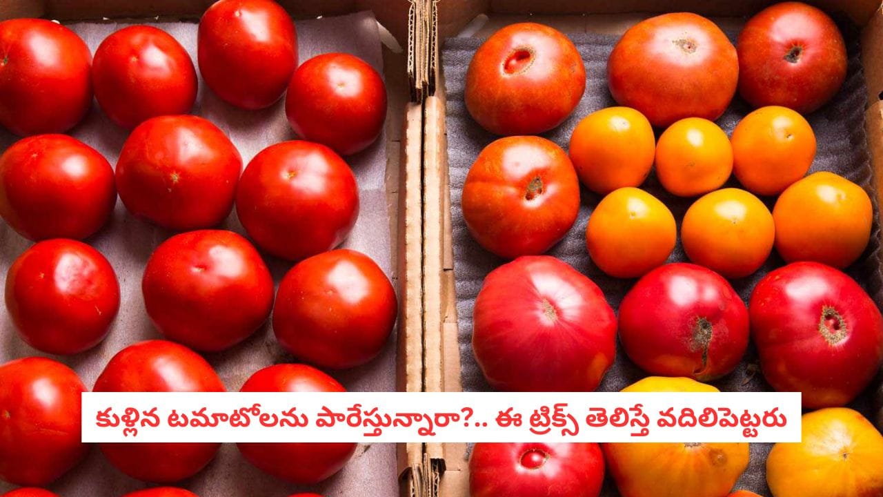 Tomato Hacks: కుళ్లిన టమోటాలను పారేస్తున్నారా?.. వీటితో ఎన్ని ప్రయోజనాలో మీకు తెలుసా?