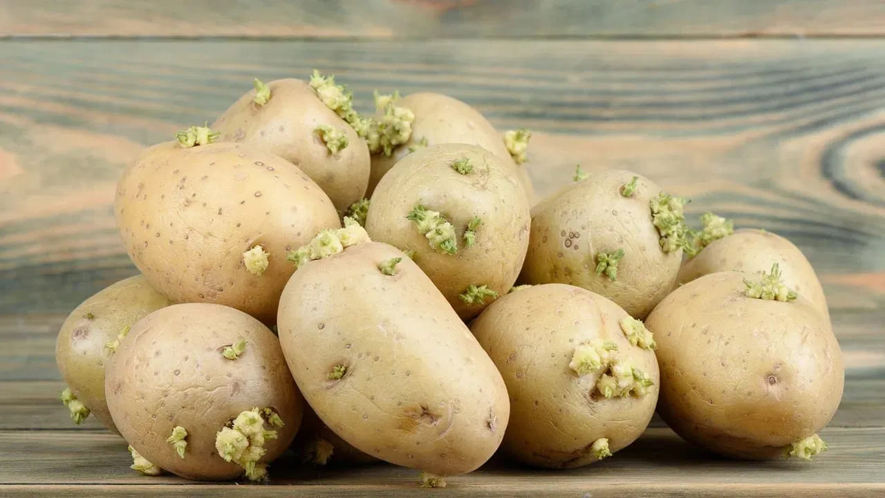 సరైన నిల్వ పద్ధతి ఏంటి.?: బంగాళదుంపలను ప్రత్యక్ష సూర్యరశ్మి తగలకుండా, చల్లని, గాలి బాగా ప్రసరించే ప్రదేశంలో ఉంచాలి. తేమ ఉన్న చోట ఉంచితే ఇవి త్వరగా కుళ్ళిపోతాయి లేదా మొలకలు వస్తాయి. మొలకలు వచ్చిన బంగాళదుంపలను అస్సలు తినకూడదు.
