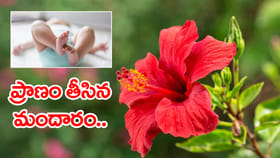 వామ్మో.. మందార పువ్వు కాండాన్ని తిని నెలల చిన్నారి మృతి!