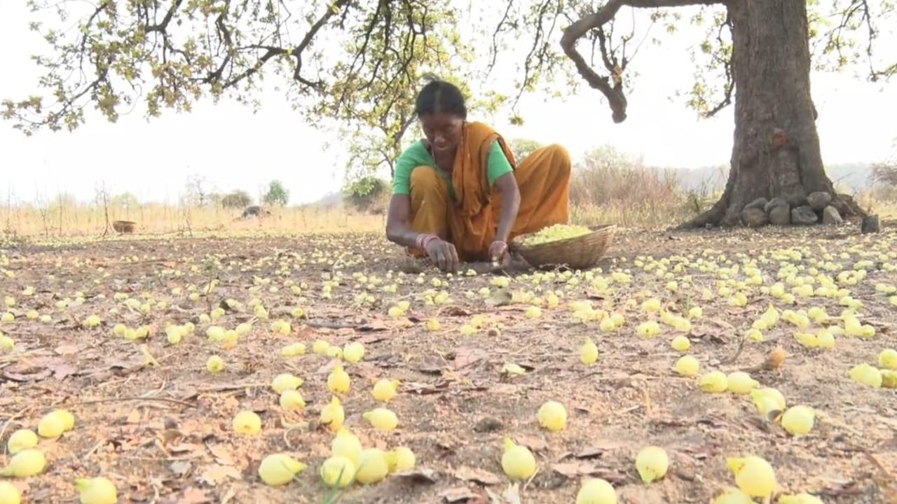 ఆదిలాబాద్‌ జిల్లా ఉట్నూరులో తయారవుతున్న ఇప్పపూల లడ్డూలు దేశవ్యాప్తంగా ప్రాచూర్యం పొందాయి. తాజాగా మన్ కీ బాత్ లోను దేశ ప్రదాని నరేంద్ర మోడీ ఇప్ప పువ్వుల లడ్డూల గొప్ప తనాన్ని ప్రస్తావించారు కూడా. ఈ లడ్డూలు తినడం వల్ల రక్తహీనత, నీరసం, మోకాళ్ల నొప్పుల నుంచి ఉపశమనం కలుగుతుందని చెపుతున్నారు ఆదివాసీలు.  ఇప్ప చెట్టు ఆకుల నుంచి తీసిన సహజ రంగుని పట్టు పరిశ్రమలో ఉపయోగిస్తామని.. ఇప్ప గింజల నుంచి నూనె తీసి కీళ్ల నొప్పులు, చర్మ రోగాలకు మర్దనా చేస్తే బాగా పని చేస్తుందని ఆదివాసీ పెద్దలు చెపుతున్నారు. నూనె తీయగా మిగిలిన గింజల పిప్పిని మొక్కలకు ఎరువుగా వాడతారు. ఇప్ప నూనెని ఆలుగడ్డ, వేరు శనగ పంటలలో కాండం కుళ్లు తెగుళ్లను నివారించడానికి ఉపయోగిస్తారు. ఇక సారా విషయానికి వస్తే 2021లో మధ్యప్రదేశ్ ఇప్పసారాను వారసత్వ మద్యంగా ప్రకటించింది. మహారాష్ట్ర ప్రభుత్వం స్థానిక గిరిజన తెగలు ఇప్ప పూలు సేకరించొచ్చు, నిల్వ చేసుకోవచ్చంటూ పాత చట్టాలలో మార్పులు తెచ్చింది. ఇదే ఏడాదిలోనే ఛత్తీస్‌గఢ్ ప్రభుత్వ సంస్థ ‘అగ్రికల్చరల్ అండ్ ప్రాసెస్డ్ ఫుడ్ ప్రొడక్ట్స్ ఎక్స్‌పోర్ట్స్ డెవలప్మెంట్ అథారిటీ’ గిరిజనులు సేకరించి ఎండబెట్టిన ఇప్ప పూలను ఫ్రాన్స్‌కు ఎగుమతి చేసింది. 

