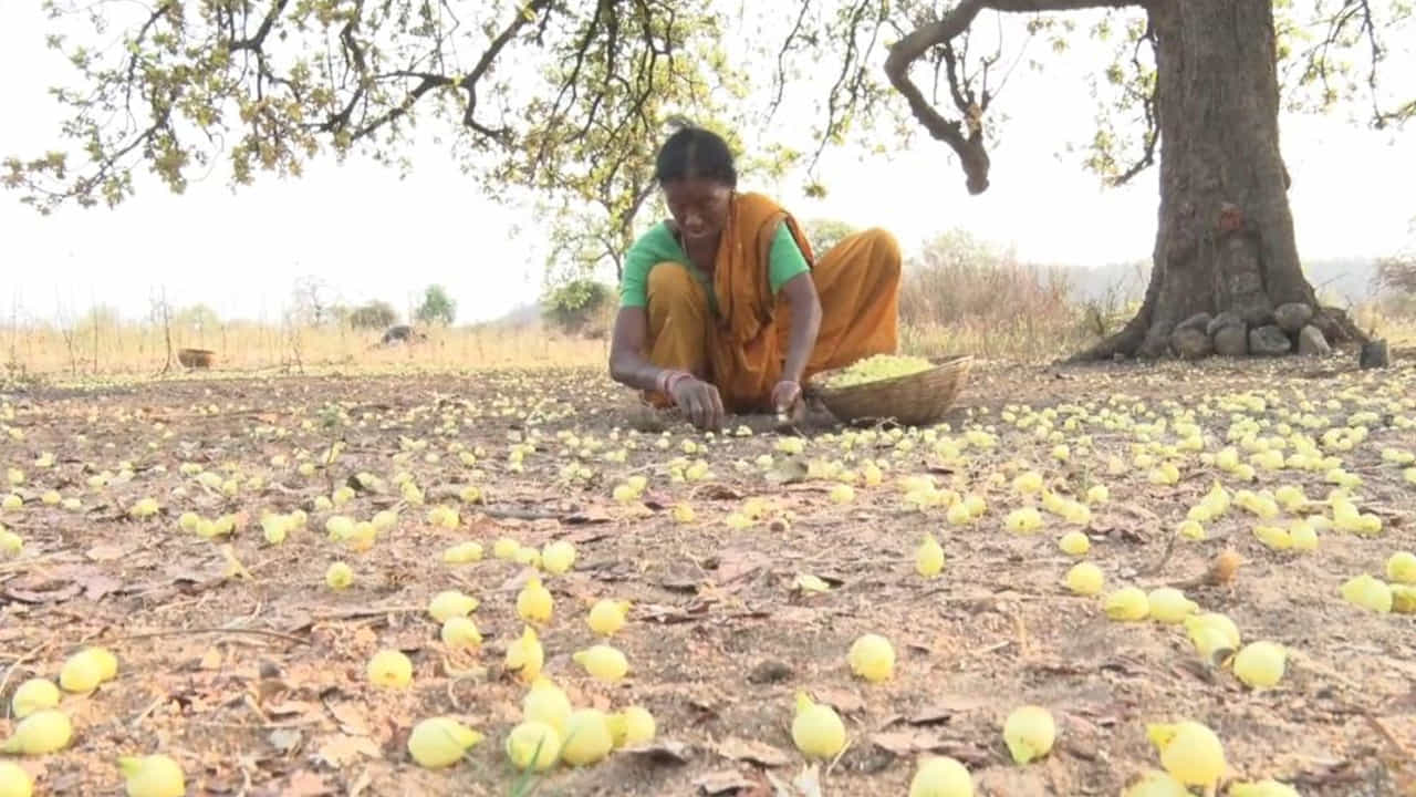 ఆదిలాబాద్‌ జిల్లా ఉట్నూరులో తయారవుతున్న ఇప్పపూల లడ్డూలు దేశవ్యాప్తంగా ప్రాచూర్యం పొందాయి. తాజాగా మన్ కీ బాత్ లోను దేశ ప్రదాని నరేంద్ర మోడీ ఇప్ప పువ్వుల లడ్డూల గొప్ప తనాన్ని ప్రస్తావించారు కూడా. ఈ లడ్డూలు తినడం వల్ల రక్తహీనత, నీరసం, మోకాళ్ల నొప్పుల నుంచి ఉపశమనం కలుగుతుందని చెపుతున్నారు ఆదివాసీలు.  ఇప్ప చెట్టు ఆకుల నుంచి తీసిన సహజ రంగుని పట్టు పరిశ్రమలో ఉపయోగిస్తామని.. ఇప్ప గింజల నుంచి నూనె తీసి కీళ్ల నొప్పులు, చర్మ రోగాలకు మర్దనా చేస్తే బాగా పని చేస్తుందని ఆదివాసీ పెద్దలు చెపుతున్నారు. నూనె తీయగా మిగిలిన గింజల పిప్పిని మొక్కలకు ఎరువుగా వాడతారు. ఇప్ప నూనెని ఆలుగడ్డ, వేరు శనగ పంటలలో కాండం కుళ్లు తెగుళ్లను నివారించడానికి ఉపయోగిస్తారు. ఇక సారా విషయానికి వస్తే 2021లో మధ్యప్రదేశ్ ఇప్పసారాను వారసత్వ మద్యంగా ప్రకటించింది. మహారాష్ట్ర ప్రభుత్వం స్థానిక గిరిజన తెగలు ఇప్ప పూలు సేకరించొచ్చు, నిల్వ చేసుకోవచ్చంటూ పాత చట్టాలలో మార్పులు తెచ్చింది. ఇదే ఏడాదిలోనే ఛత్తీస్‌గఢ్ ప్రభుత్వ సంస్థ ‘అగ్రికల్చరల్ అండ్ ప్రాసెస్డ్ ఫుడ్ ప్రొడక్ట్స్ ఎక్స్‌పోర్ట్స్ డెవలప్మెంట్ అథారిటీ’ గిరిజనులు సేకరించి ఎండబెట్టిన ఇప్ప పూలను ఫ్రాన్స్‌కు ఎగుమతి చేసింది. 

