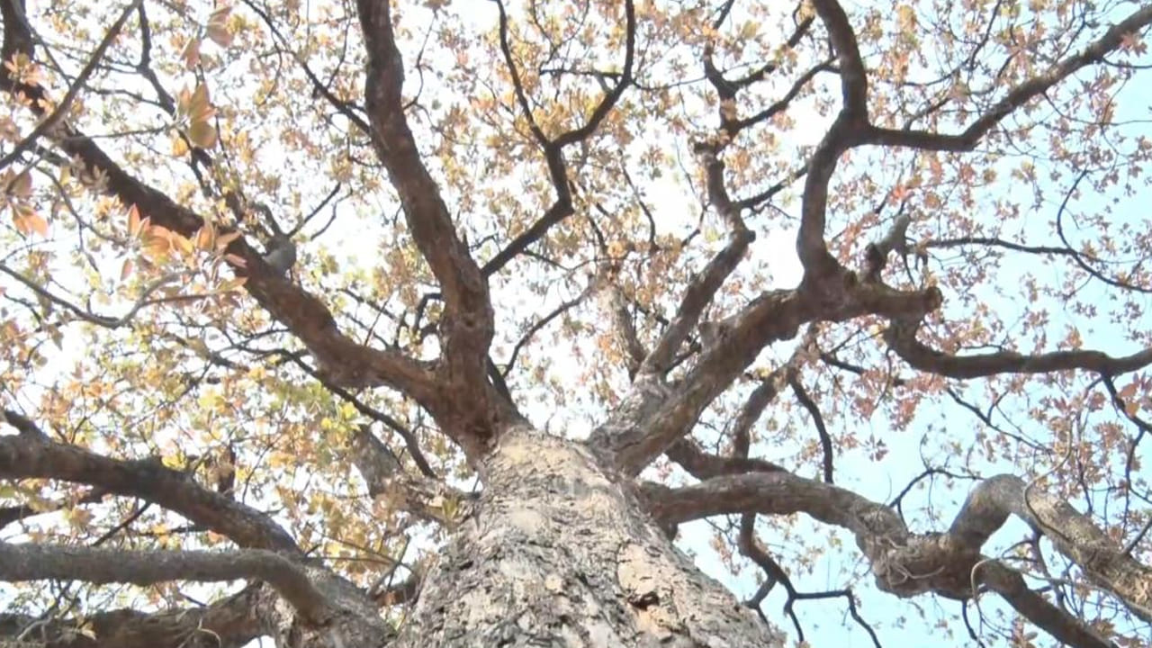 ఆదివాసి జీవనంలో ఈ ఇప్పపువ్వు సారా అతి ప్రాచీనమైనది, ప్రధానమైనది, అతి పవిత్రమైనది కూడ. ఈ సారాని సేవించడం ద్వారా రోగనిరోధకశక్తి మెరుగు పడుతుందని ఆదివాసీల నమ్మకం. అందుకే దీనిని స్త్రీ, పురుషులు, చిన్నపిల్లలనే తేడా లేకుండా మేమంతా సేవిస్తామంటున్నారు ఆదివాసీలు. పండుగలు, ఇలవేల్పు జాతరలు, పెళ్లిళ్లు, దశ దిన కార్యాలు ఇలా చావైనా బ్రతుకైనా.. మంచి అయినా చెడు అయినా ఉమ్మడిగానే జరుపుకుంటామని.. ఇప్ప సారాను అంతా కలిసే సేవిస్తామంటున్నారు. ఇప్పపువ్వులను కుండలో 9 రోజులు నానబెట్టి కుండపై చిన్న కుండ పెట్టి ఆవిరి ద్వారా సార తీస్తామని చెపుతున్నారు.  ఒక్క ఇప్ప పువ్వులేమిటి  ఇప్ప చెట్టు ఆకులు, కాయలు, పువ్వులు, బెరడు అన్నీ మాకు పంచ ప్రాణాలే అని.. మమ్మల్ని కాపాడుకుంటున్న దైవం ఈ ఇప్ప చెట్టు అని చెపుతున్నారు ఆదివాసీలు‌. అందుకే మేము  నివాసముండే అటవీ ప్రాంత సమీపాల్లో చుట్టూ ఇప్పచెట్లు ఉండేలా చూసుకుని వసతి ఏర్పాటు చేసుకుంటామని చెపుతున్నారు. నిపుణులు సైతం ఎండ బెట్టిన ఇప్ప పూలలో మాంసకృత్తులు, పిండి పదార్ధాలు, ఖనిజలవణాలు, పీచు పదార్ధాలు, క్యాల్సియం, పాస్పరస్, కెరోటిన్, విటమిన్ సి, సక్లోజ్, వంటి పోషకాలు పుష్కలంగా ఉంటాయని చెపుతున్నారు. తెలంగాణా ప్రభుత్వం ప్రొత్సహాకాలు అందిస్తే స్వచ్చమైన ఇప్ప సారాను తయారు చేస్తాం అంటున్నారు.  సారానే కాదు ఇప్పపూలతో నాన్ ఆల్కహాలిక్ బేవరేజెస్, మిక్సిడ్ ఫ్రూట్ జామ్, జెల్లీ వంటి ప్రాచుర్యం ఉన్న ఆహార పదార్థాలను తయారు చేస్తామంటున్నారు ఆదివాసీ ఆహరం అందిస్తున్న జాజుభాయి. 

