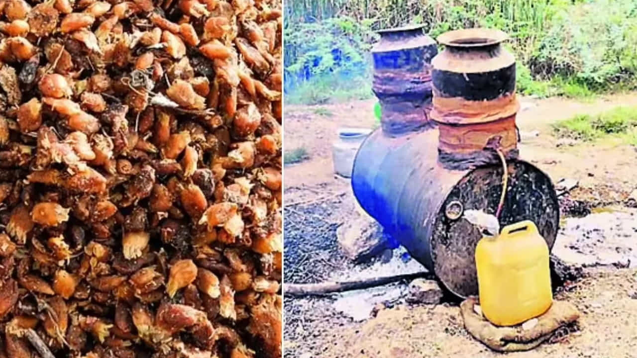 ఒక ఇప్ప పువ్వే కాదు ఇప్ప చెట్టు వేరు నుండి చిట్ట చివరి కొమ్మ వరకు అంతా ఔషదాల బాండగారమే. ఇక అసలు‌‌ చర్చలోకి వస్తే తెలంగాణ రాష్ట్రంలో ఇప్ప సారాను మళ్లీ తీసుకురావాలన్న చర్చ అసెంబ్లీ సాక్షిగా తెర పైకి వచ్చింది. ఈ ఇప్ప పూలతో చేసిన సారాను‌ తాగితే వందేళ్లు గ్యారంటీ అంటూ జడ్చర్ల ఎమ్మెల్యే మాట్లాడటం హాట్ టాపిక్ గా మారింది. అయితే ఆ ఎమ్మెల్యే చెప్పింది నిజమే మా తాతల‌ కాలం నుండి ఇప్పటికి ఇప్ప సారా తాగుతున్నాం.. పుట్టుక నుండి చావు వరకు మంచికి చెడుకు ఇప్ప సారా ఉండాల్సిందే అంటున్నారు ఆదివాసీలు.  తరతరాలుగా పాటిస్తున్న సంప్రదాయం అంటున్నారు. ఎండిన ఇప్ప పూల నుండి సారా ను తయారు చేస్తామని.. ఇప్ప పూలను రోజు వారి ఆహారంగా కూడా తీసుకుంటామని చెపుతున్నారు. సారా తయారీలో ఒకటన్ను ఇప్పపూల నుండి 405 లీటర్ల సారా తయారవుతుందని చెప్తున్నారు ఆదివాసి బిడ్డలు.
