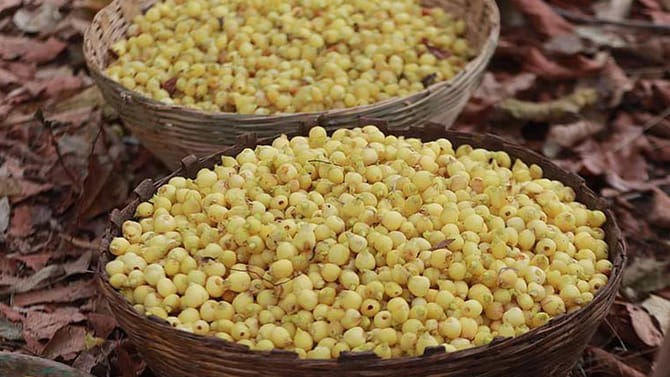 మన తెలంగాణలో దొరికే దీని జ్యూస్ తాగితే నూరేళ్లు బతుకుడు పక్కా..