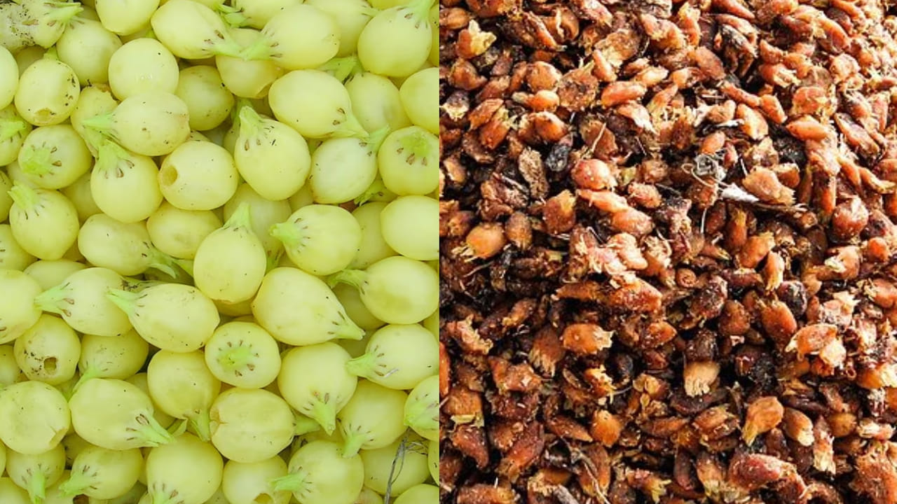 అడవి తల్లినే నమ్ముకుని జీవనం సాగిస్తున్న ఆదివాసి గిరిజనులకు ఇప్పచెట్టు వారి పాలిట వరంగా చెప్పాలి. వారి జీవన సంస్కృతిలో ఈ చెట్టు ఓ భాగమై పోయింది. కొండ ప్రాంతాల్లో విరివిగా పెరిగే ఈ చెట్లు అడవి బిడ్డలకు ఆదరవుగా మారాయి. ఇప్ప చెట్టును నమ్ముకుని పువ్వులు అమ్ముకుంటూ గిరిజన కుటుంబాలు కాలం వెళ్ళదీస్తున్నాయి. వందల సంవత్సరాల కాలం నుండి ఇప్ప చెట్టు గిరిజనుల పాలిట కల్పవల్లిగా మారింది. రాజ్ గోండ్, కొలాం, ప్రధాన్, చెంచు, లంబాడా తెగలవారు తాము జరుపుకునే పండుగల సంబరాలకు ఇప్ప పువ్వు నైవేద్యాలను దేవుళ్ళకు పలహారంగా అందించటం ఆనవాయితీగా ఆచరిస్తున్నారు. ఆదివాసీల జీవన సంస్కృతిలో ఇప్ప చెట్టు ఓ భాగం. ఆదిమ జాతి పుట్టుక నుండి తరతరాలుగా వారిని కాపాడుతూ వస్తోంది ఈ ఇప్ప చెట్టు. రాజ్ గోండ్, మెస్రం, కోయ, కొలాం, ప్రధాన్, నాయక్ పోడ్ తెగలవారు తాము జరుపుకునే పండుగల సంబరాలకు ఇప్ప పువ్వు నైవేద్యాలను దేవుళ్ళకు పలహారంగా అందించటం శతాబ్దాల నుండి ఆనవాయితీగా వస్తోంది. ఒక్కో ఇప్ప చెట్టు 20 నుండి 25 అడుగుల ఎత్తుకు పెరుగుతుంది. ఏడాదికి ఒక్కో ఇప్ప చెట్టు 80 కేజీల కు పైగా ఇప్ప విత్తనాలను దిగుబడి గా ఇస్తుంది. అదే పూలైతే 150 కిలోల వరకు ఒక్కో చెట్టు నుండి అందిస్తుంది. ఈ  ఇప్పపూల సువాసన అడవంతా అల్లుకుని మత్తుగా గమ్మత్తుగా రారామ్మని ఆహ్వనిస్తుంది. వీటి పండ్లు కోలాకారంగా లేత ఆకు పచ్చ రంగులో మెరుస్తూ ఉంటాయి. లేత పసుపు వర్ణం కలిగిన విత్తనాలు తెల్లటి గుజ్జును కలిగి ఉంటాయి. ఒక్కొక్క పండులో రెండు నుండి నాలుగు వరకు విత్తనాలుంటాయి.  వేసవి మొదలైందంటే చాలు ఈ విత్తనాలు దర్శనమిస్తాయి.