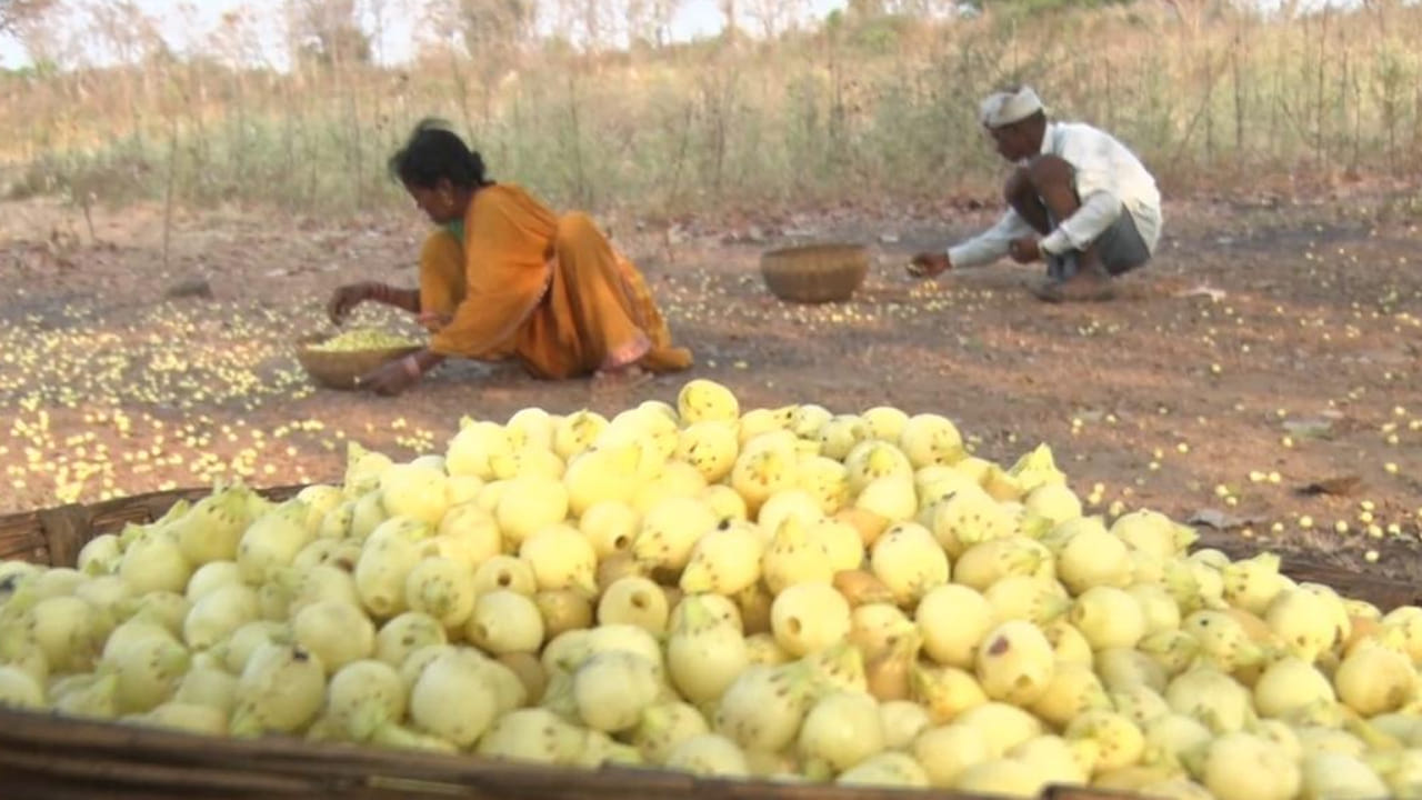 2018 లో ముంబయి కేంద్రంగా పనిచేస్తున్న స్టార్టప్ ‘నేటివ్ బ్రూస్’ డైరెక్టర్ సుసాన్ డయాస్ ఇప్పపూలతో మద్యం తయారీ యూనిట్ లభించింది. విదేశాల్లో ప్రముఖంగా వినిపించే టకీలా, సేక్, పిస్కో అంతర్జాతీయంగా ఆదరణ పొందాయి. తాజాగా మన తెలంగాణ కూడా ఇప్పసారాకూ అలాంటి బ్రాండ్ తీసుకురావాలన్న నినాదం బలంగానే వినిపిస్తోంది‌. చూడాలి మరీ శతబ్దాల క్రితమే దక్కన్ నేలపై ఓ వెలుగు వెలిగిన ఇప్ప సారా మళ్లీ ఈ కాలం మద్యం ప్రియుల జివ్వ రుచిని తీరుస్తుందో లేదో చూడాలి. ఇప్ప సారా స్వచ్చంగా కాస్తే మాత్రం రారాజై వెలుగొందండం ఖాయం అంటోంది ఆదివాసీ సమాజం. 