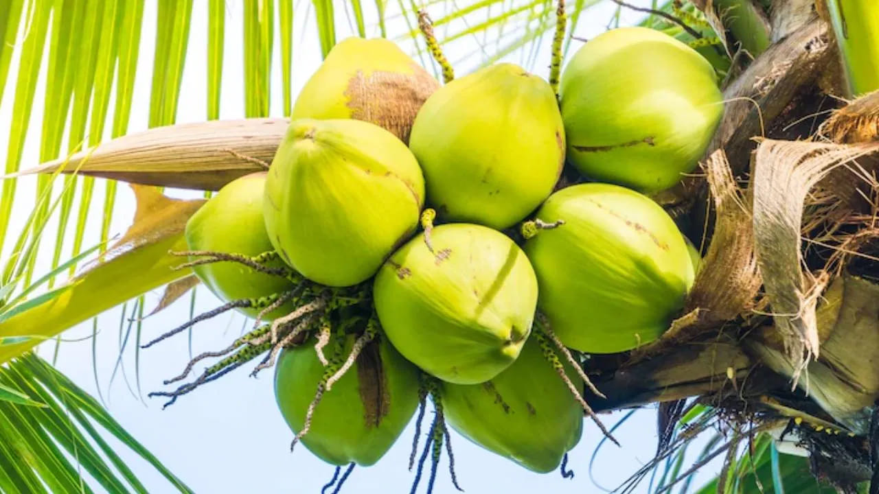 కలుషిత కొబ్బరి నీళ్లు తాగిన కొద్ది గంటల్లోనే వాంతులు, విరేచనాలు, తీవ్రమైన కడుపునొప్పి రావచ్చు. 3-NPA నేరుగా మెదడును, నాడీ వ్యవస్థను దెబ్బతీస్తుంది. దీనివల్ల మూర్ఛలు, కండరాల అసాధారణ సంకోచాలు సంభవిస్తాయి. ఊపిరితిత్తుల్లో ద్రవం చేరడం, ఛాతి బిగుతుగా మారి శ్వాస తీసుకోవడం కష్టమవ్వడం వంటి లక్షణాలు కనిపిస్తాయి. విషం తీవ్రత పెరిగితే కాలేయం, కిడ్నీలు దెబ్బతిని మరణం సంభవించవచ్చు.
