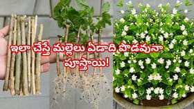 కుండీలో మల్లె మొక్క ఏడాది పొడవునా పూలు పూయాలంటే ఈ 5 రహస్యాలు !