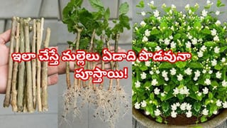 కోడి లివర్ కూర ఇలా వండితే.. అబ్బా రుచి ఏముందబ్బా .. అంటూ మళ్లీ మళ్లీ అడుగుతారు!