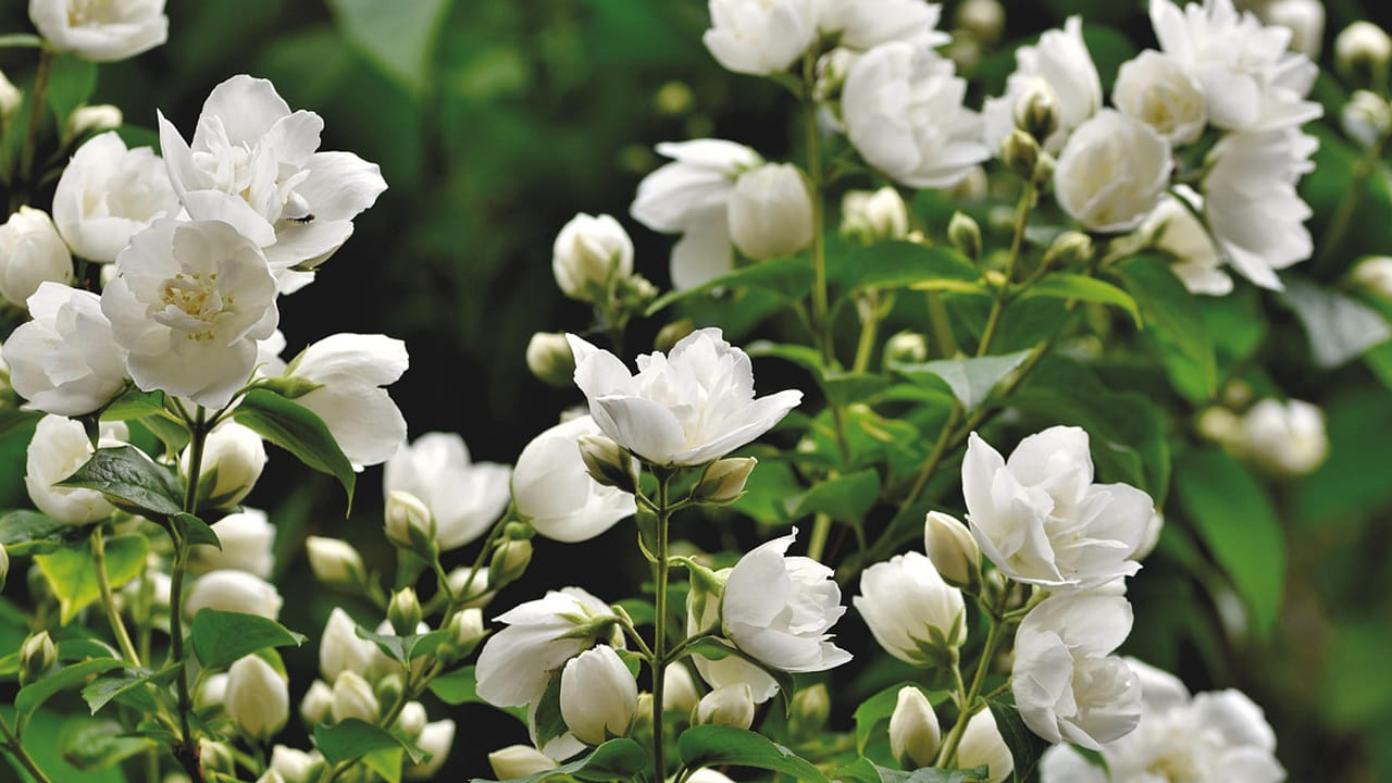Jasmine Flowers