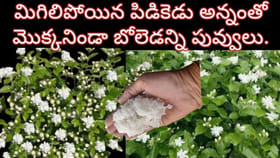 మిగిలిపోయిన అన్నంతో మల్లెచెట్టుకు బూస్ట్.. విపరీతంగా మల్లెపూలు