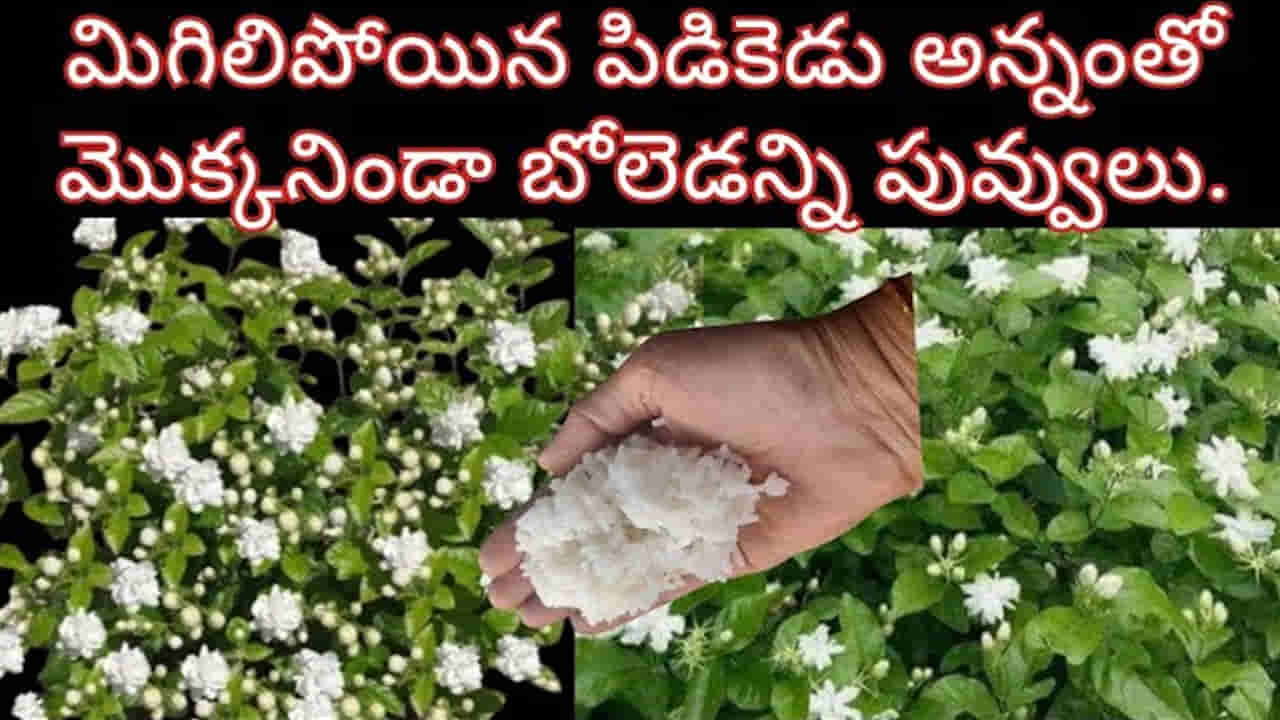 ఎండాకాలంలో మిగిలిపోయిన పిడికెడు అన్నంతో విపరీతంగా మల్లె పూలు