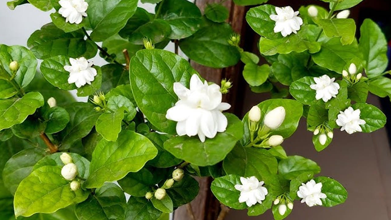 ఎండ, స్థలం (Sunlight): మల్లె మొక్కకు సూర్యరశ్మి చాలా ముఖ్యం. రోజుకు కనీసం 6 నుండి 8 గంటల పాటు నేరుగా ఎండ తగిలే చోట కుండీని ఉంచాలి. ఎండ సరిగ్గా తగలకపోతే మొక్క కేవలం పొడవుగా పెరుగుతుంది కానీ మొగ్గలు రావు.