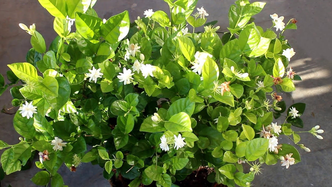 మట్టి, ఎరువులు: మల్లెకు సారవంతమైన, నీరు నిల్వ ఉండని మట్టి కావాలి. ఎర్రమట్టి, ఇసుక, వర్మీ కంపోస్ట్ కలిపిన మిశ్రమం ఉత్తమం. నెలకు ఒకసారి పశువుల ఎరువు లేదా ఎండిన అరటి తొక్కల పొడిని వేయడం వల్ల పొటాషియం అందుతుంది. ఇది మొగ్గలు రావడానికి సహాయపడుతుంది.