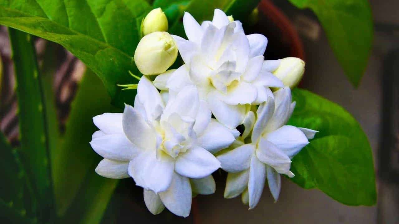 నీటి పారుదల: వేసవిలో రోజుకు రెండుసార్లు (ఉదయం, సాయంత్రం) నీరు పోయాలి. అయితే మట్టి మరీ బురదగా ఉండకూడదు. కుండీ అడుగున రంధ్రాలు సరిగ్గా ఉన్నాయో లేదో చూసుకోవాలి, లేదంటే వేర్లు కుళ్ళిపోయే ప్రమాదం ఉంది.