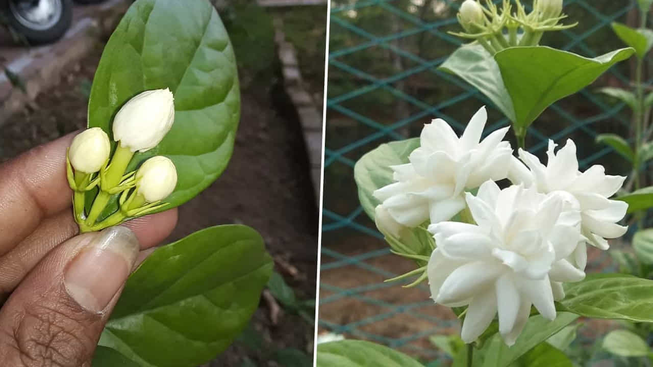 కత్తిరింపులు (Pruning - The Secret Hack): మల్లె మొక్కకు పూల సీజన్ అయిపోయిన తర్వాత లేదా కొత్త చిగుర్లు రావాలనుకున్నప్పుడు కచ్చితంగా కత్తిరింపులు చేయాలి. ఎండిపోయిన కొమ్మలను, పాత ఆకులను తీసేయడం వల్ల మొక్కకు శక్తి లభించి కొత్త కొమ్మలు వస్తాయి. ఎంత ఎక్కువ కొమ్మలు ఉంటే అన్ని ఎక్కువ పూలు పూస్తాయి.