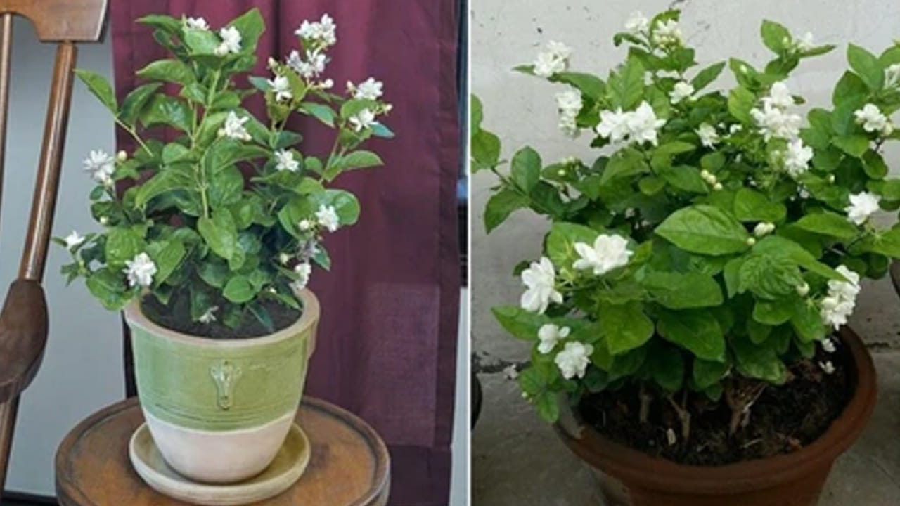 ప్సమ్ సాల్ట్ స్ప్రే: మల్లె మొక్క ఆకులు పచ్చగా ఉండి, మొగ్గలు రాలకుండా ఉండాలంటే లీటర్ నీటిలో అర చెంచా ఎప్సమ్ సాల్ట్ కలిపి నెలకు ఒకసారి ఆకులపై స్ప్రే చేయండి. ఇది మొక్కకు అవసరమైన మెగ్నీషియంను అందిస్తుంది. మల్లె మొక్కను కేవలం నాటడమే కాకుండా, పైన చెప్పిన విధంగా క్రమం తప్పకుండా పోషణ అందిస్తే మీ ఇల్లు ఏడాది పొడవునా మల్లె సువాసనలతో నిండిపోతుంది.