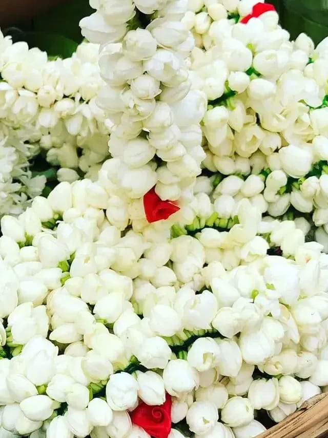 మల్లెపూలు.. నైట్ టైంలో చేసే మ్యాజిక్ వేరే లెవల్