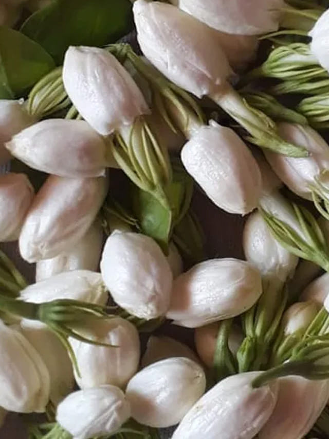 సమ్మర్లో  మల్లెపూలు ఎక్కువ రోజులు ఫ్రెష్‌గా ఉండాలంటే ఈ టిప్స్‎ ఫాలో అయిపోండి