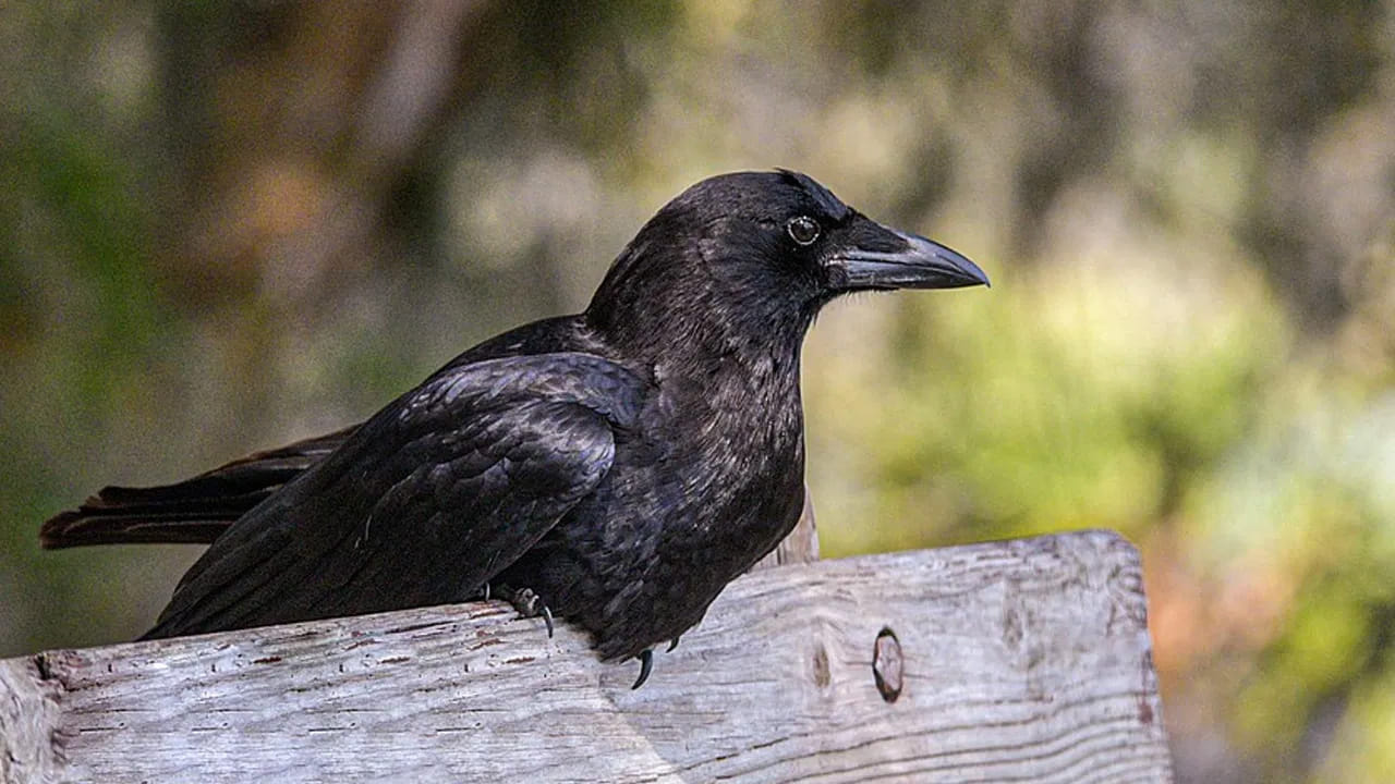 ఇక ఇంటిలోకి కాకి అస్సలే రాకూడదు అంటారు. ఒక వేళ మీ ఇంటి లోపలికి కాకి గనుక వచ్చినట్లు అయితే, అది చాలా చెడు సంకేతం.  అందుకే పండితులు కాకి ఇంటిలోకి వెళితే ఆ ఇంటిని వదిలి పెట్టాలని చెబుతుంటారు.