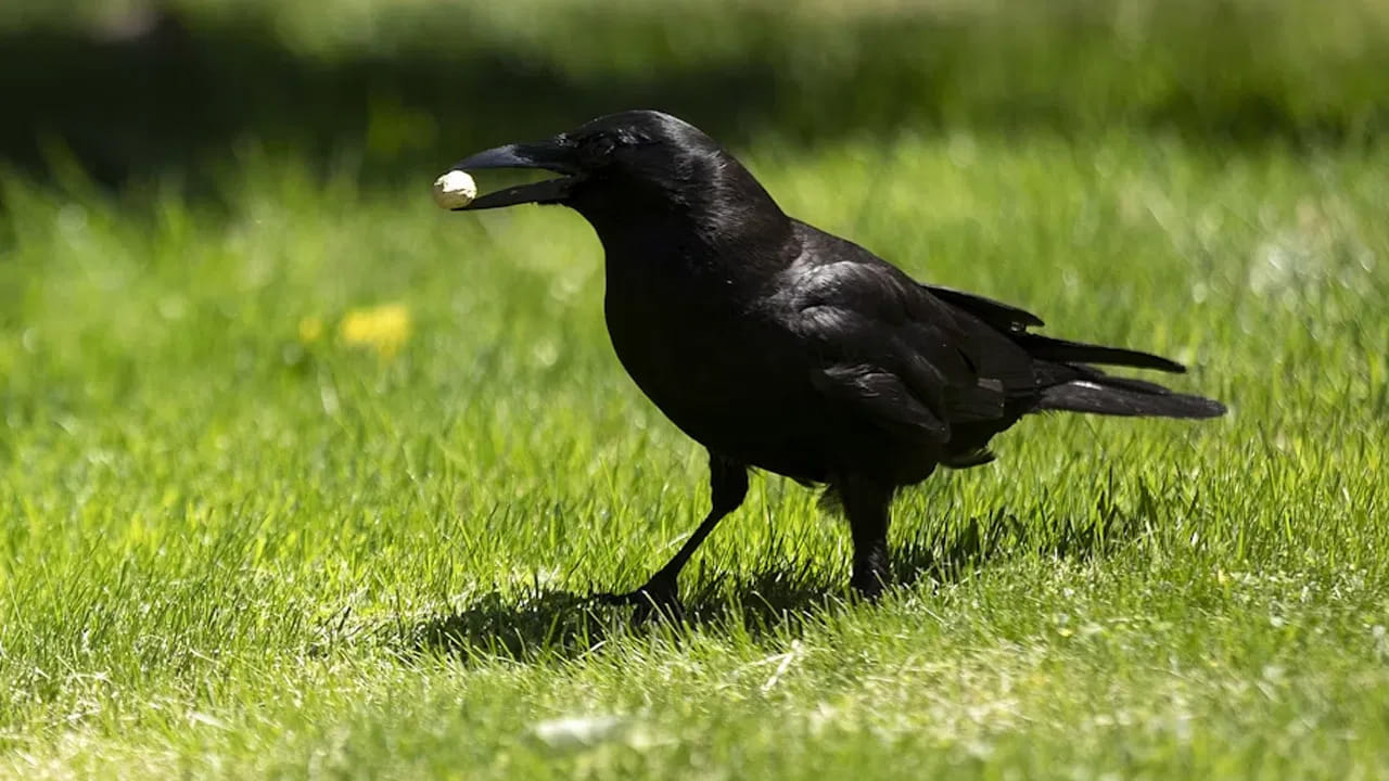 అలాగే ఇంటి ముందుకు కాకుల గుంపు వచ్చి కూర్చోవడం చాలా అశుభకరం. ఇది ఏదైనా సమస్యను, లేదా ప్రమాదాన్ని సూచిస్తుంది. ఇలా జరిగితే మీరు త్వరలో ఏదో ఇబ్బందిలో చిక్కుకోబోతున్నారు, పెద్ద విపత్తు ఎదుర్కోబోతున్నారు అని అర్థం. 