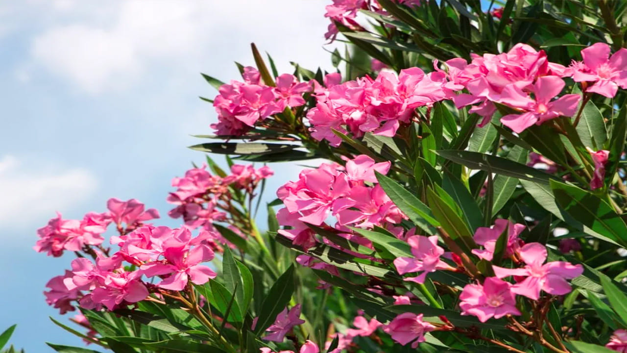 కానీ మరి కొంతమంది తోటను అందంగా తీర్చిదిద్దడం కోసం అనవసరమైన ప్రయోగాలు చేస్తారు. కొన్నిసార్లు తెలియక విషపూరితమైన లక్షణాలను కలిగి ఉన్న మొక్కలను కూడా పెంచుతుంటారు. ఈ మొక్కలను తాకడం వల్ల శరీరంపై చెడు ప్రభావాలు ఉంటాయి.