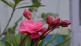 ఈ పుల మొక్కలు మీ పెరట్లోనూ ఉన్నాయా? విషం మీ ముంగిట్లో ఉన్నట్లే..