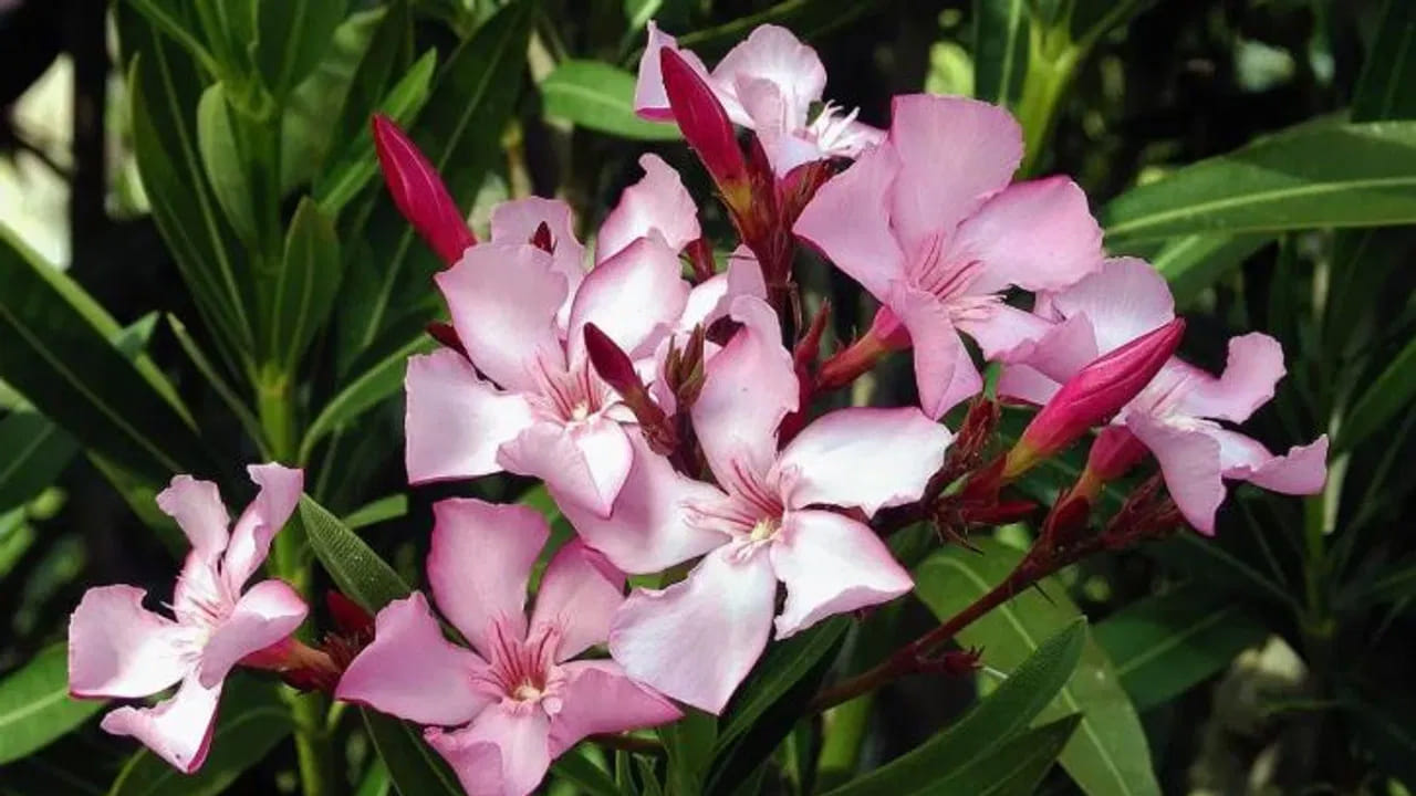 అందుకే తోటలో అలాంటి మొక్కలను నివారించాలి. కొన్ని చెట్ల పువ్వులు కూడా శరీరానికి చాలా హానికరం. ఆ పువ్వుల పుప్పొడి శ్వాస ద్వారా శరీరంలోకి ప్రవేశిస్తే అది అలెర్జీలు, తుమ్ములు వంటి సమస్యలను కలిగిస్తుంది. దీనితో పాటు దురద కూడా వస్తుంది.