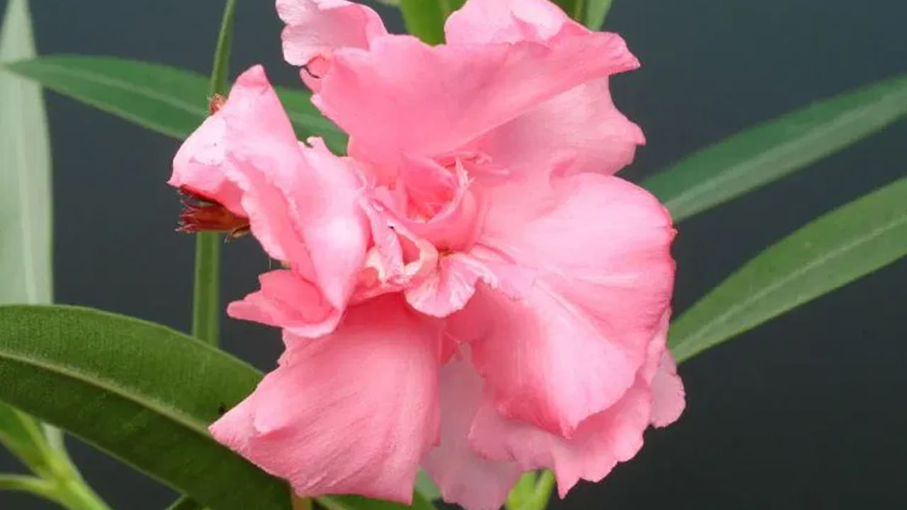 అటువంటి ఒక పువ్వు ఉంది. ఇది చూసేందుకు చాలా అందంగా కనిపిస్తుంది. కానీ ఈ పువ్వు, దాని మొక్కలు తీవ్ర ఆరోగ్య సమస్యలను కలిగిస్తాయి. ఈ పువ్వు పేరు కన్హేరి. కన్హేరి పువ్వులు ఎరుపు-గులాబీ రంగులో ఉంటాయి. ఈ పువ్వు ఆకులు ముట్టుకుంటే శరీరానికి ప్రమాదకరమని నిపుణులు అంటున్నారు. ఈ ఆకులను తాకినా, పువ్వుల్లోని పుప్పొడి తగిలినా కొంతమందికి అలెర్జీ సమస్యలు తలెత్తుతాయి.