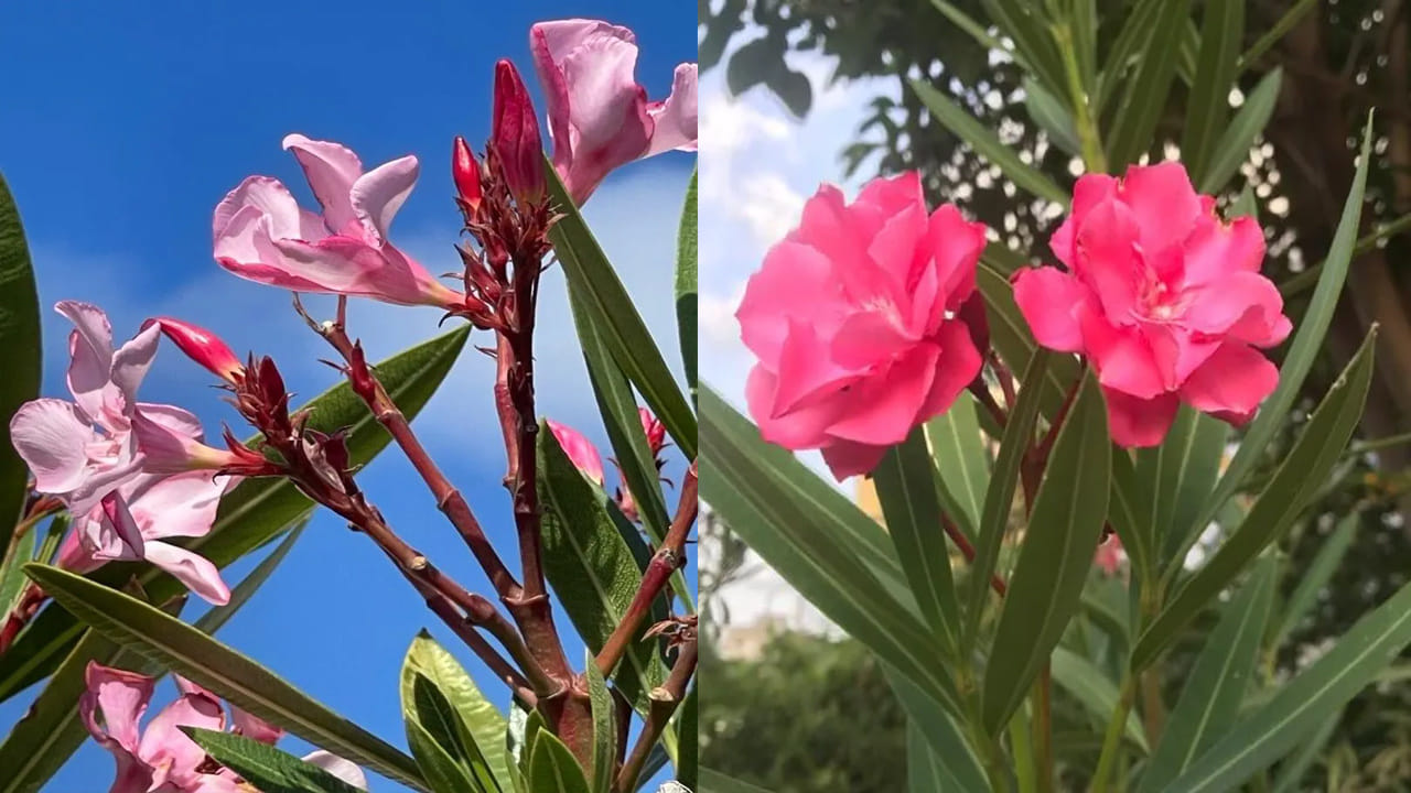 స్థానికంగా వీటిని కస్తూరి పువ్వులు అని కూడా పిలుస్తారు. దాదాపు ప్రతి ఇంటి ఆవరణలో ఈ మొక్కలు కనిపిస్తాయి. అయితే వీటి నుంచి వచ్చే గాలి, పువ్వులు, ఆకులు అలర్జీ, శ్వాస సంబంధిత సమస్యలను కలిగిస్తాయని, వీటిని పెంచకపోవడమే మంచిదని నిపుణులు హెచ్చరిస్తున్నారు.