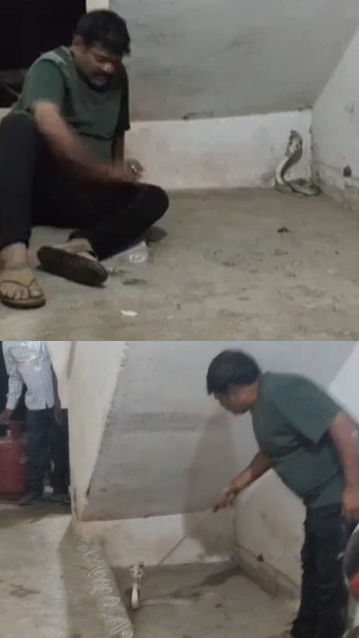 నాగుపాము ఎదురుతిరిగితే ఎలా ఉంటుందో తెలుసా..?