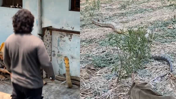 Andhra Pradesh: ఇంటి బయట నుంచి వింత శబ్దాలు.. ఏంటా అని వెళ్లి చూడగా గుండెలు గుభేల్..