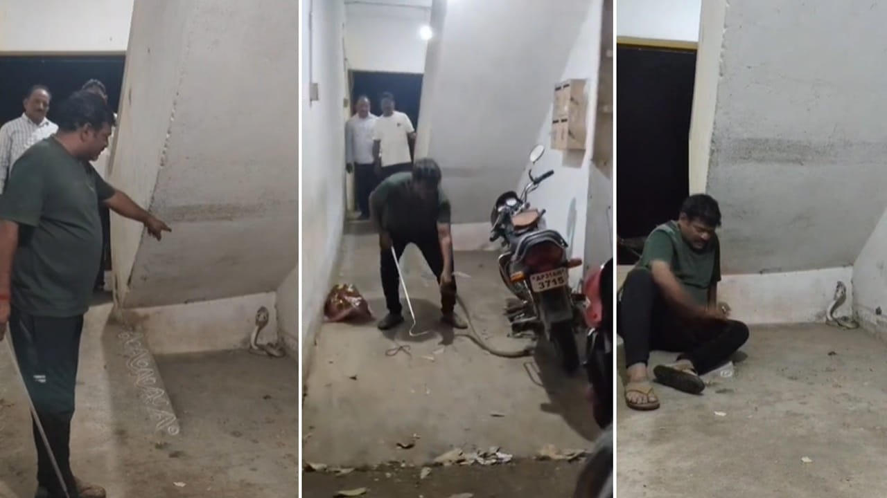 King Cobra Video: కోపంతో తిరగబడిన నాగుపామును ఎప్పుడైనా చూశారా..? ఒళ్లు జలదరించే సీన్..