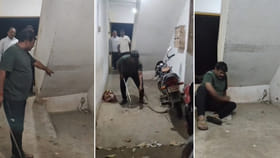 కోపంతో తిరగబడిన నాగుపామును ఎప్పుడైనా చూశారా..?