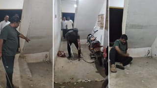 King Cobra Video: కోపంతో తిరగబడిన నాగుపామును ఎప్పుడైనా చూశారా..? ఒళ్లు జలదరించే సీన్..