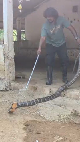 అనకాపల్లి జిల్లాలో 13 అడుగుల గిరి నాగు కలకలం