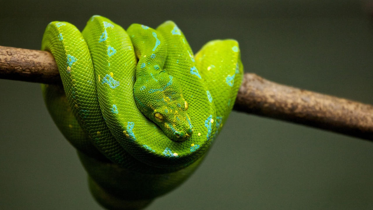 గాల్లో ఎగిరే పాములు కూడా ఈ భూమి మీద ఉన్నాయి. ఇలాంటివి బాగా వైరల్ అవుతుంటాయి. అయితే, ఇప్పటి వరకు గూడు కట్టుకునే పక్షులను చూశాము. పాముల్లో ఒక విషపూరితమైన స్నేక్ కూడా గూడు కట్టుకుంటుంది. మరి,ఆ పాము ఏంటనేది ఇక్కడ చూద్దాం..  
