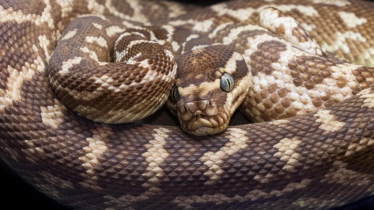 ఇతర జంతువులను వేటాడాలంటే దూరం నుంచే పసి గడతాయి. ఇతర పాములకి, దీనికి చాలా తేడా ఉంది. పొరపాటున మనుషులు  దీని ముందుకి వస్తే ఇక అంతే సంగతి. 
