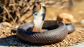 ఆకులతో గూడు కట్టుకునే పాము ఉందని తెలుసా.. ఇది కాటేస్తే అంతే సంగతి