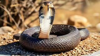 జీర్ణ సమస్యలకు రామబాణం రావి ఆకులు – ఆరోగ్య ప్రయోజనాలు తెలుసా? ఇలా వాడితే..