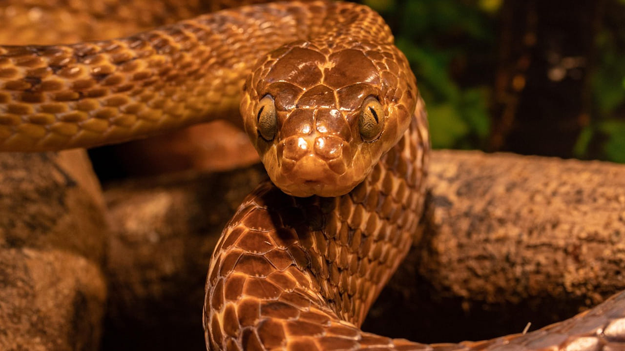 ఈ వరల్డ్ లో అనేక రకాల పాములు నివశిస్తున్నాయి. మనలో కొందరు వీటి పేరు ఎత్తితేనే ఆమడ దూరం పారిపోతుంటారు. 
మనకి కనిపించే పాముల్లో కొన్ని విషపూరితమైనవి. మరి కొన్ని వాటి పని అవే చూసుకుంటాయి. 