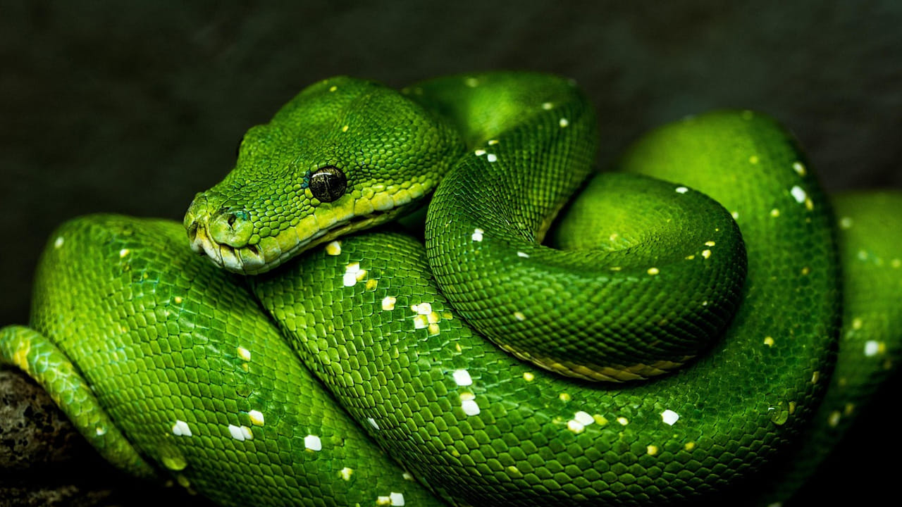 
ఆడ కింగ్ కోబ్రాలు బలంగా ఉంటాయి. ఇవి అన్ని పాముల్లాగా కాకుండా గుడ్లు పెట్టడానికి ఆకులను తెచ్చి సొంతగా  గూడులను కట్టుకుంటాయి. ఇవి ఎందుకు ఇలా చేస్తాయంటే..  గుడ్లను కాపాడుకోవడం కోసం గూడులను నిర్మిస్తామని నిపుణులు వెల్లడించారు. 